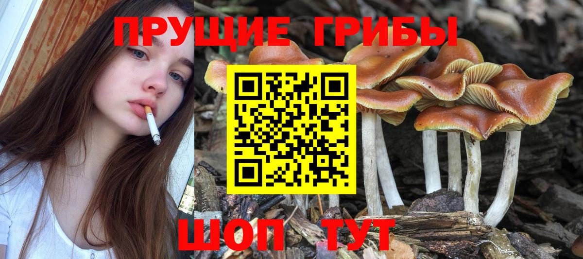 Карталы  Галлюциногенные грибы Cubensis  Вход с VPN 